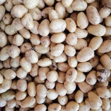 Fresh Potato photo-2