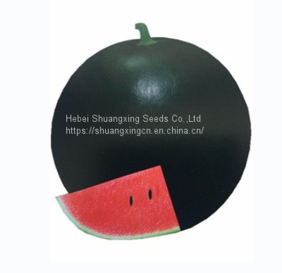 Maria pure black skin  watermelon hybrid watermelon seeds