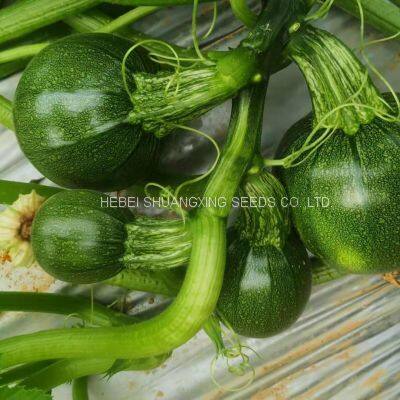 Dark Green Round Shape Hybrid Squash Seeds With Good Package photo-3