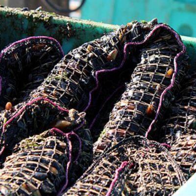 Rede tubular de polietileno para mexilhões photo-2