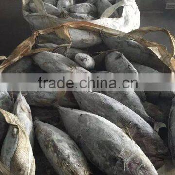 Fresh Frozen Skipjack Whole Round 1.8kg up Sea Frozen in Brine photo-3