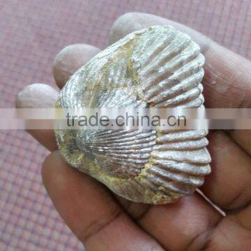 Ammonite Fossil photo-6