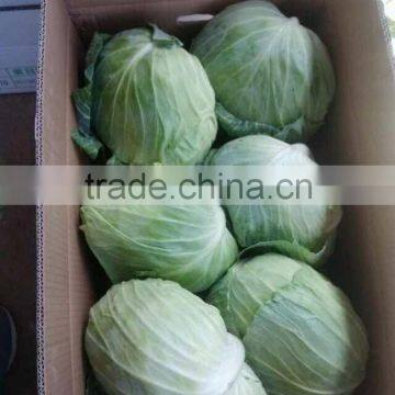 Super Supplier for Cabbage 2014 photo-2
