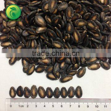 Black Seedless Watermelon Seeds Wholesale photo-2