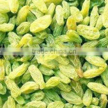 Golden Raisin Yellow Raisin Green Raisin photo-6