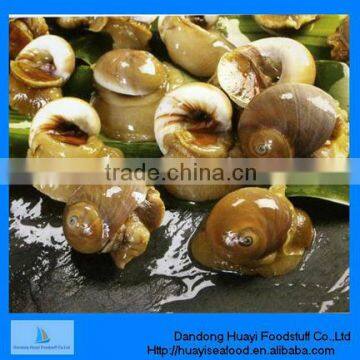 superior frozen better quality moon snail on sale