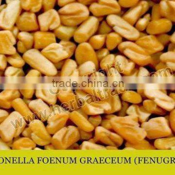 Common Fenugreek Seed