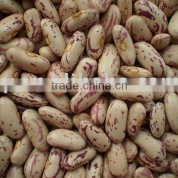 Long Shape Light Speckled Kidney Beans Crop 2014