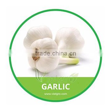 HIGH QUALITY FRESH GARLIC // LY SON GARLIC