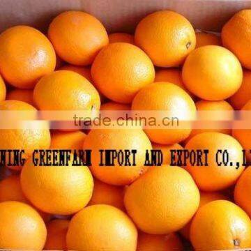 China Mandarin Orange