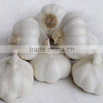 today's purewhite 6cm fresh garlic 2010 Shandong