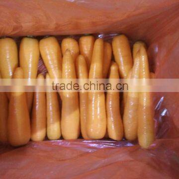 Fresh Carrot photo-2