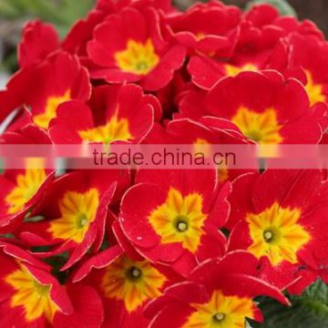 Newest Primula Malacoides Flower Seeds For Growing