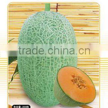 Hybrid F1 Japanese Musk Hami Sweet Cantaloupe Melon Seeds For Cultivation-Three Hybrids Blue Star F1