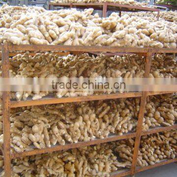 Fresh Ginger Needed photo-6