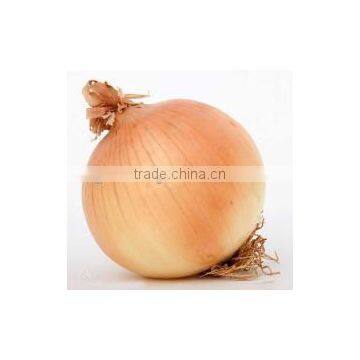 Four Seasons Supplier wholesale Red/Yellow/White Onions for Aug Shipment