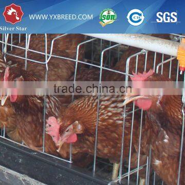 PVC pipe and trough Animal Cages of galvanizing steel