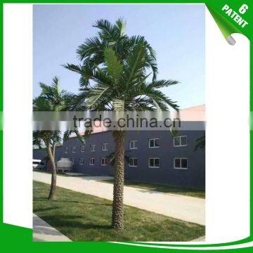 Patented and Customized Date Palm Tree for Garden Decoration photo-2