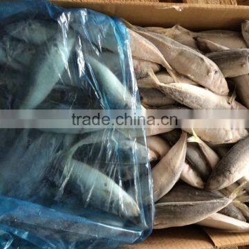 Hot Sale Frozen Horse Mackerel Fish photo-2
