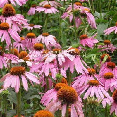 Echinacea purpurea P.E.,4% Echinacosides HPLC, Cichoric acid, Echinacea purpurea Polyphenols, Elderberry Extract