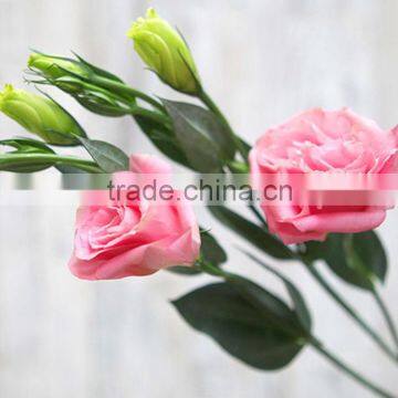 Factory latest exporting high quality flower eustoma