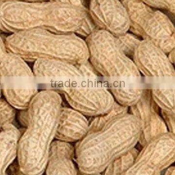 flavour roasted peanuts in shell