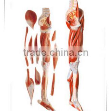 Main vascular nerve model of lower limb muscles KA-TP00025