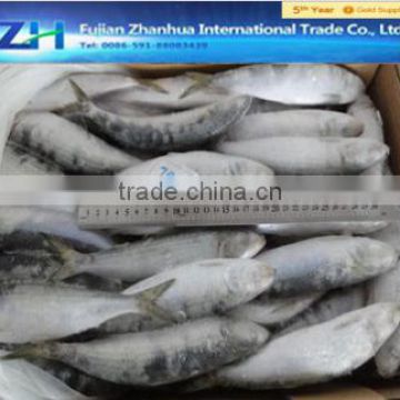 frozen sardine for bait on sale Hot sale season price frozen sardine