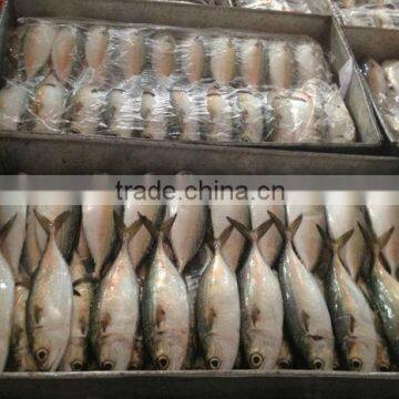 CLEANING FROZEN INDIAN MACKEREL W/R