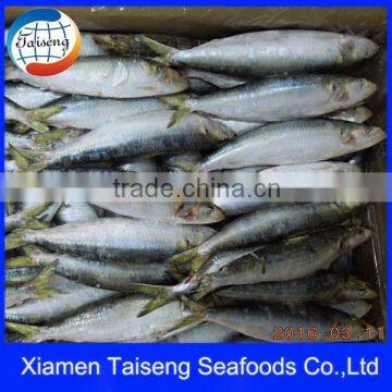 Sardine Factory Suppliers