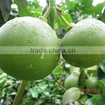 Fresh Grapefruits Chinese honey pomelo