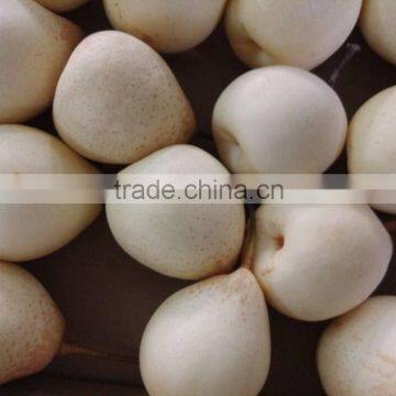 hebei ya pear/new price