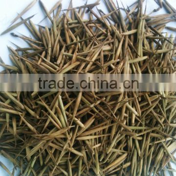 2016New Crop High Purity Moso Bamboo seeds For Planting