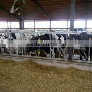 Hot galvanized Cow head lock