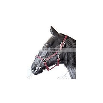 horse standard padded halter