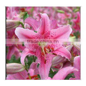 Free Shipping Sweet Smell Fresh Cut Lily Flower Fresh Flowers High Quality photo-6