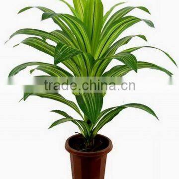 SJ030910 Factory Wholesale Garden Decorative Brazil Wood Plant photo-3