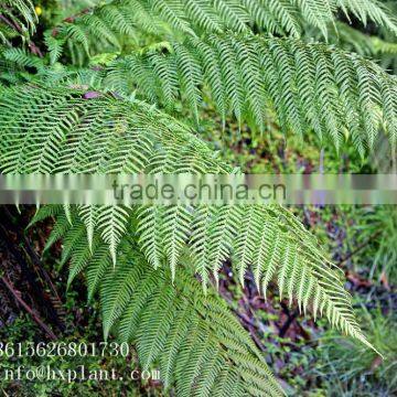 Artificial Fern photo-6