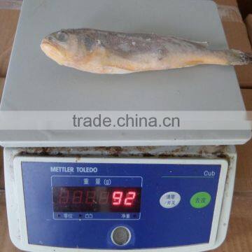 Frozen Yellow Croaker 75/100 g/pc