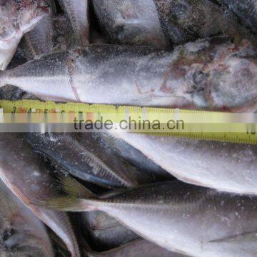 frozen horse mackerel( fresh)