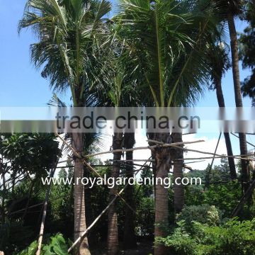 Cocos nucifera palms tree