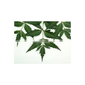 Neem Leaf