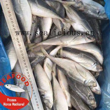 Frozen Horse Mackerel New Fresh Fish