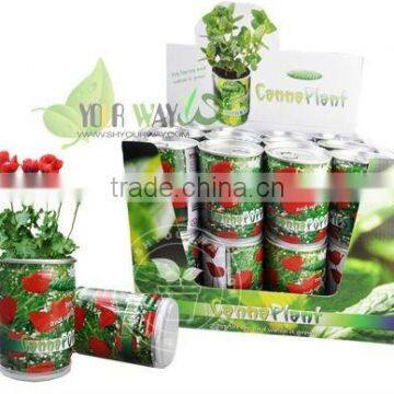 plant in can