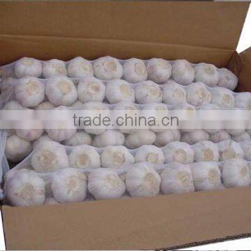 GARLIC WITH GOOD PRICE FROM VIETNAM