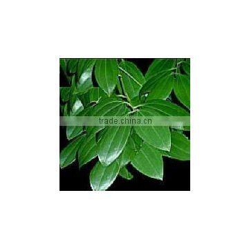 Excellent Quality for Cinnamon Leaf Oil