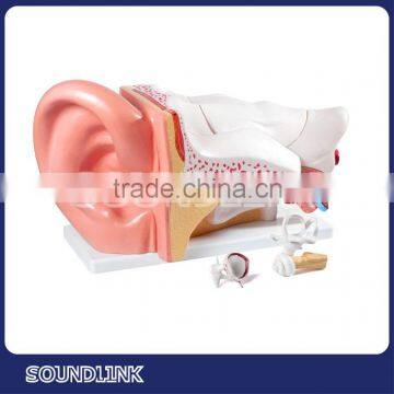 Professional plastic medical human anatomical ear model