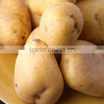 Chandramukhi Potato