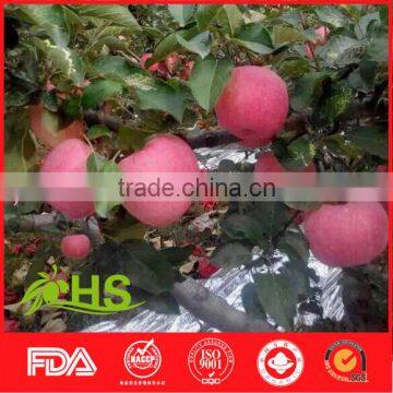 Chinese fresh honey fuji apple market price