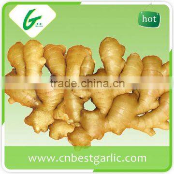 Good supplier chinese ginger yellow 250g